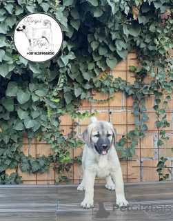 Zusätzliche Fotos: Türkische Kangal-Welpen zu verkaufen