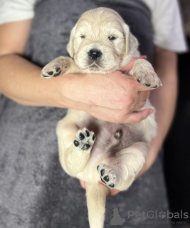 Foto №4. Ich werde verkaufen golden retriever in der Stadt Zaporizhia. quotient 	ankündigung, züchter - preis - 473€