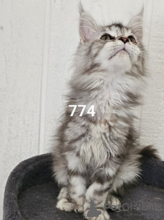 Foto №2 zu Ankündigung № 164083 zu verkaufen maine-coon-katze - einkaufen USA quotient 	ankündigung