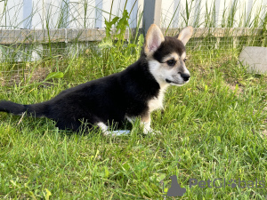 Foto №2 zu Ankündigung № 103888 zu verkaufen welsh corgi - einkaufen Italien quotient 	ankündigung