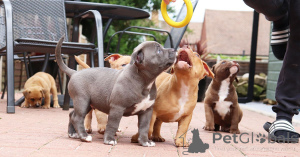 Foto №3. Amerikanische Bulldoggenwelpen. Schweden