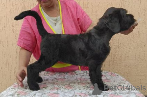 Foto №3. Black Russian Terrier Welpen. Russische Föderation