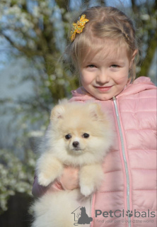 Zusätzliche Fotos: Hübscher, reinrassiger Pomeranian-Junge