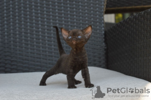 Foto №3. Devon-Rex-Kätzchen mit Stammbaum zum Verkauf an Caring Homes. Deutschland