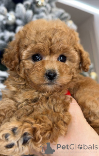 Foto №1. pudel (toy) - zum Verkauf in der Stadt Helsinki | 550€ | Ankündigung № 163104