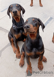 Foto №3. Doberman puppies. Serbien