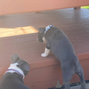 Foto №2 zu Ankündigung № 176478 zu verkaufen boston terrier - einkaufen Großbritannien quotient 	ankündigung