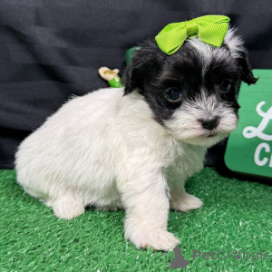 Foto №1. maltipu - zum Verkauf in der Stadt Bukarest | verhandelt | Ankündigung № 165218