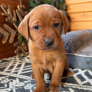Foto №1. labrador retriever - zum Verkauf in der Stadt Stadt von London | 350€ | Ankündigung № 163938