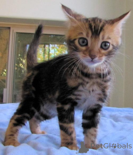 Foto №2 zu Ankündigung № 160270 zu verkaufen bengal katzenrasse - einkaufen Deutschland 