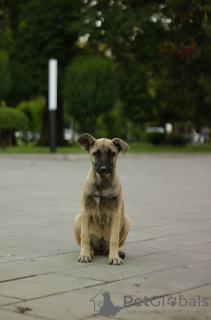 Foto №2 zu Ankündigung № 106776 zu verkaufen mischlingshund - einkaufen Russische Föderation quotient 	ankündigung