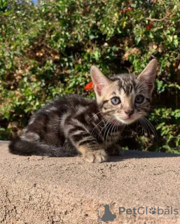 Foto №1. maine-coon-katze - zum Verkauf in der Stadt Queensferry | 400€ | Ankündigung № 120987