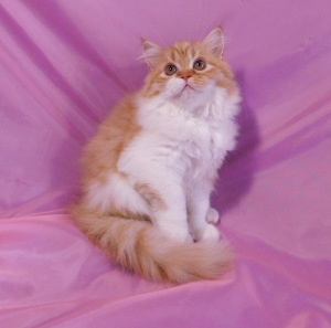 Foto №3. Highland Straight - Mädchen. Ukraine