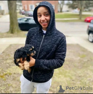 Foto №4. Ich werde verkaufen yorkshire terrier in der Stadt London. züchter - preis - 744€