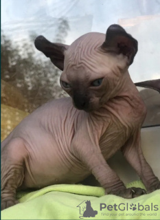 Foto №4. Ich werde verkaufen sphynx-katze in der Stadt Альбервиль. züchter - preis - verhandelt