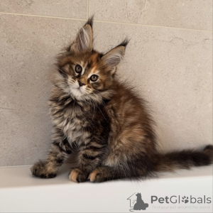 Foto №2 zu Ankündigung № 171099 zu verkaufen maine-coon-katze - einkaufen Tschechische Republik züchter