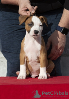 Zusätzliche Fotos: Amerikanische Staffordshire-Terrier-Welpen internationaler Herkunft