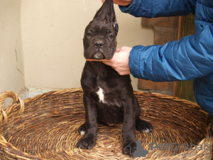 Zusätzliche Fotos: Cane Corso Welpen zu verkaufen