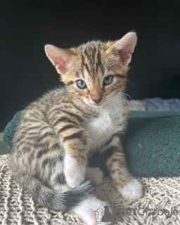 Foto №1. bengal katzenrasse - zum Verkauf in der Stadt Valkeakoski | 350€ | Ankündigung № 140909
