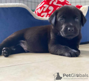 Foto №1. labrador retriever - zum Verkauf in der Stadt Hurstville | 284€ | Ankündigung № 120850