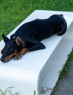 Foto №2 zu Ankündigung № 30288 zu verkaufen dobermann - einkaufen Georgien züchter