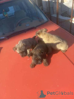 Foto №3. Cairn-Terrier-Welpen. Serbien