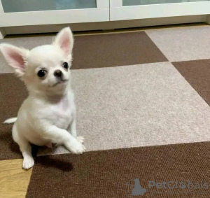 Foto №3. Toilette ausgebildet Chihuahua. Niederlande