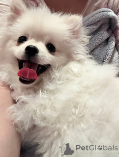 Foto №1. pommersche spitz - zum Verkauf in der Stadt Mogilyov | verhandelt | Ankündigung № 146675