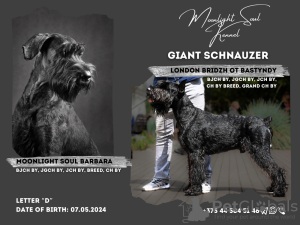 Foto №1. schnauzer - zum Verkauf in der Stadt Minsk | verhandelt | Ankündigung № 112311