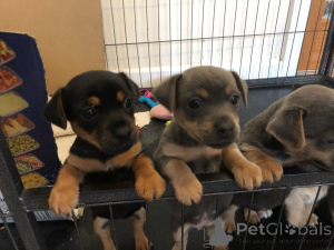 Foto №4. Ich werde verkaufen jack russell terrier in der Stadt Aalborg. quotient 	ankündigung, züchter - preis - 600€