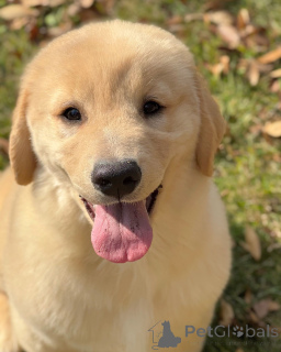 Foto №3. Verlieben Sie sich in unsere wunderschönen Golden Retriever-Welpen!. Deutschland