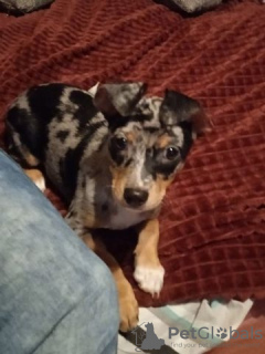 Foto №3. CHOV CHOV - Velpen. Deutschland