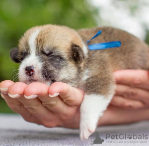 Foto №4. Ich werde verkaufen welsh corgi in der Stadt Arthur. züchter - preis - verhandelt