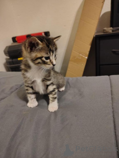 Foto №1. american shorthair - zum Verkauf in der Stadt Aarbergen | 350€ | Ankündigung № 173277