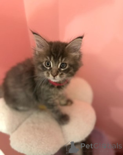 Foto №1. maine-coon-katze - zum Verkauf in der Stadt Ludwigshafen | 900€ | Ankündigung № 160423