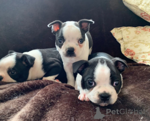 Foto №4. Ich werde verkaufen boston terrier in der Stadt Bollnäs. quotient 	ankündigung, züchter - preis - 850€