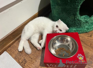 Foto №1.  - zum Verkauf in der Stadt Evpatoria | verhandelt | Ankündigung № 165466