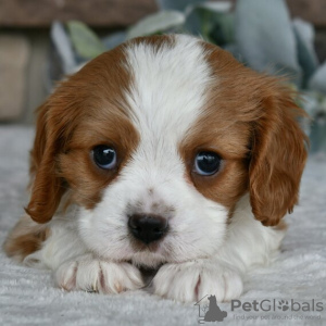 Foto №2 zu Ankündigung № 45808 zu verkaufen cavalier king charles spaniel - einkaufen USA quotient 	ankündigung