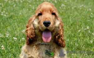 Foto №2 zu Ankündigung № 109102 zu verkaufen english cocker spaniel - einkaufen Deutschland quotient 	ankündigung