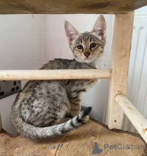 Foto №1. savannah-katze - zum Verkauf in der Stadt Osnabruk | 350€ | Ankündigung № 177579