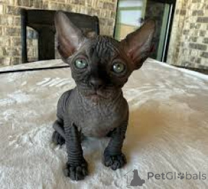 Foto №3. Sphynx-Kätzchen zu verkaufen. Finnland