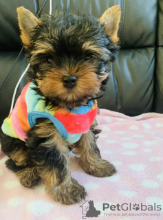 Foto №2 zu Ankündigung № 103527 zu verkaufen yorkshire terrier - einkaufen Deutschland quotient 	ankündigung