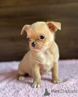 Foto №2. Tierpflegemittel in Australien. Price - 275€. Ankündigung № 147255 