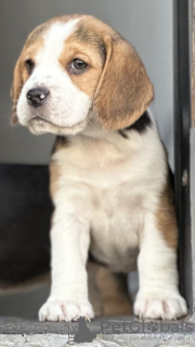 Foto №4. Ich werde verkaufen beagle in der Stadt Margham. züchter - preis - 568€