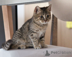 Foto №1.  - zum Verkauf in der Stadt Moskova | Frei | Ankündigung № 161450