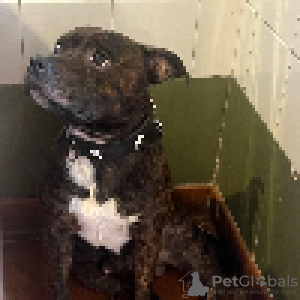 Foto №4. Ich werde verkaufen staffordshire bull terrier in der Stadt Barcelona.  - preis - verhandelt