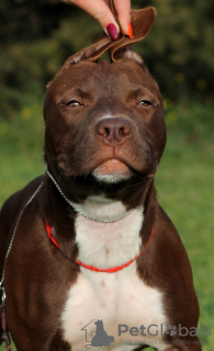 Foto №1. american pit bull terrier - zum Verkauf in der Stadt Sewastopol | verhandelt | Ankündigung № 8509