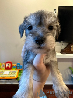 Foto №2 zu Ankündigung № 77556 zu verkaufen schnauzer - einkaufen USA 