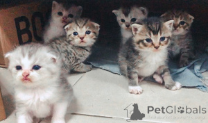 Foto №1. schottische faltohrkatze - zum Verkauf in der Stadt Affalterbach | verhandelt | Ankündigung № 158809