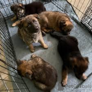 Foto №1. deutscher schäferhund - zum Verkauf in der Stadt Antwerpen | 1000€ | Ankündigung № 164090